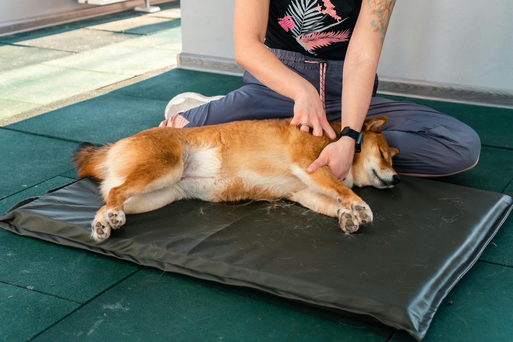 Dog lying on its side on a mat getting a massage.