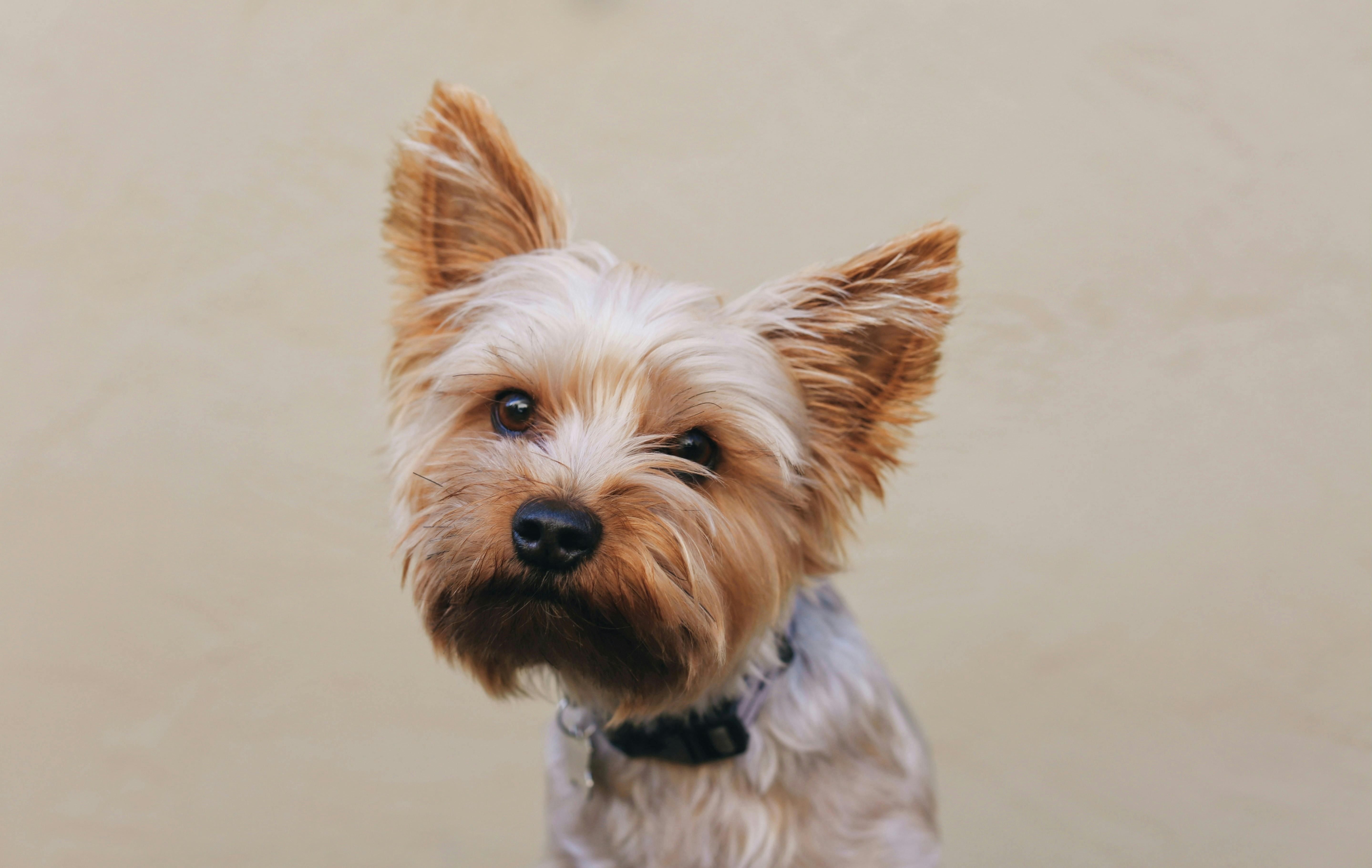 Yorkie standing against a tan-colored wall. 