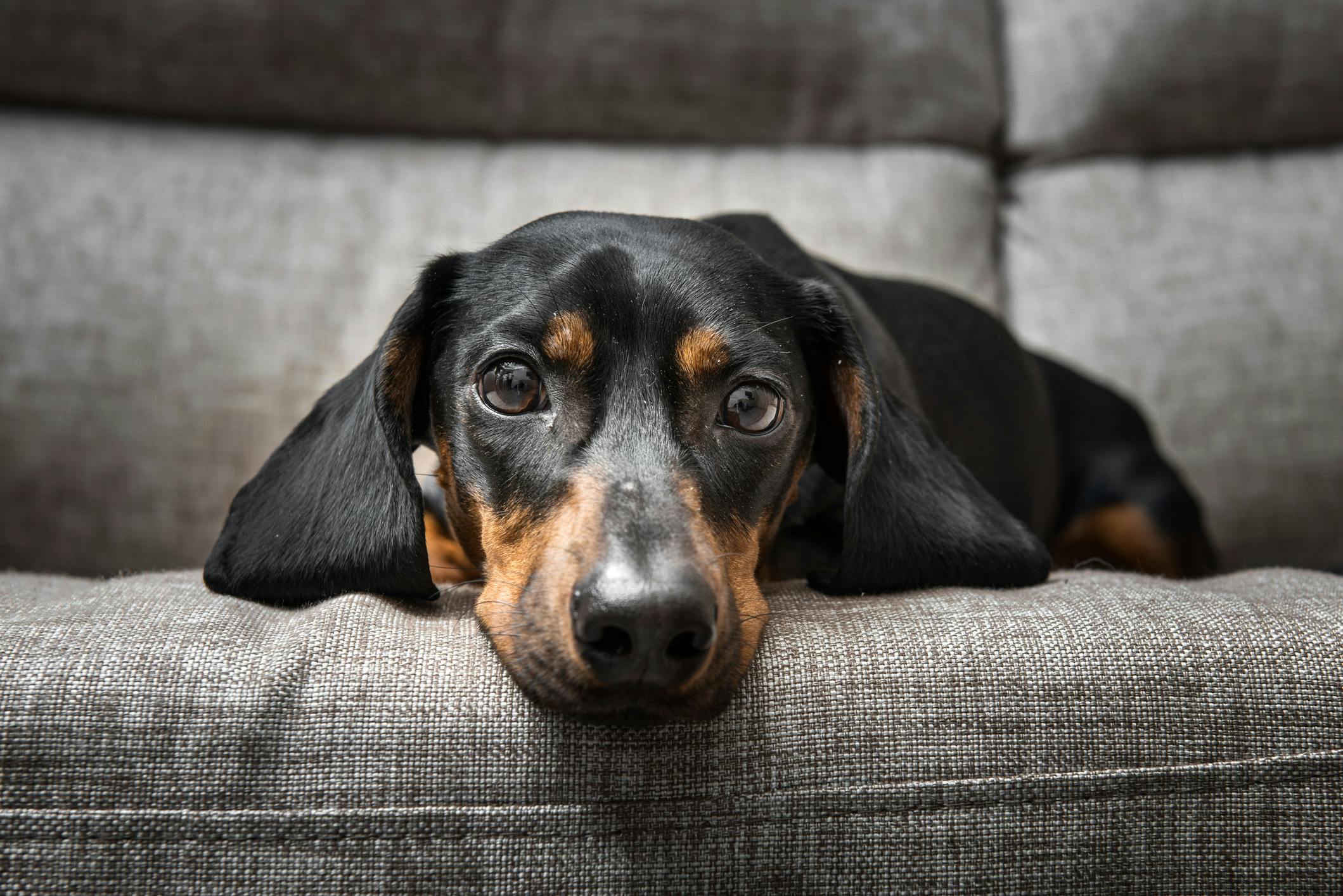 Black and brown Dachshund lying on a couch. 