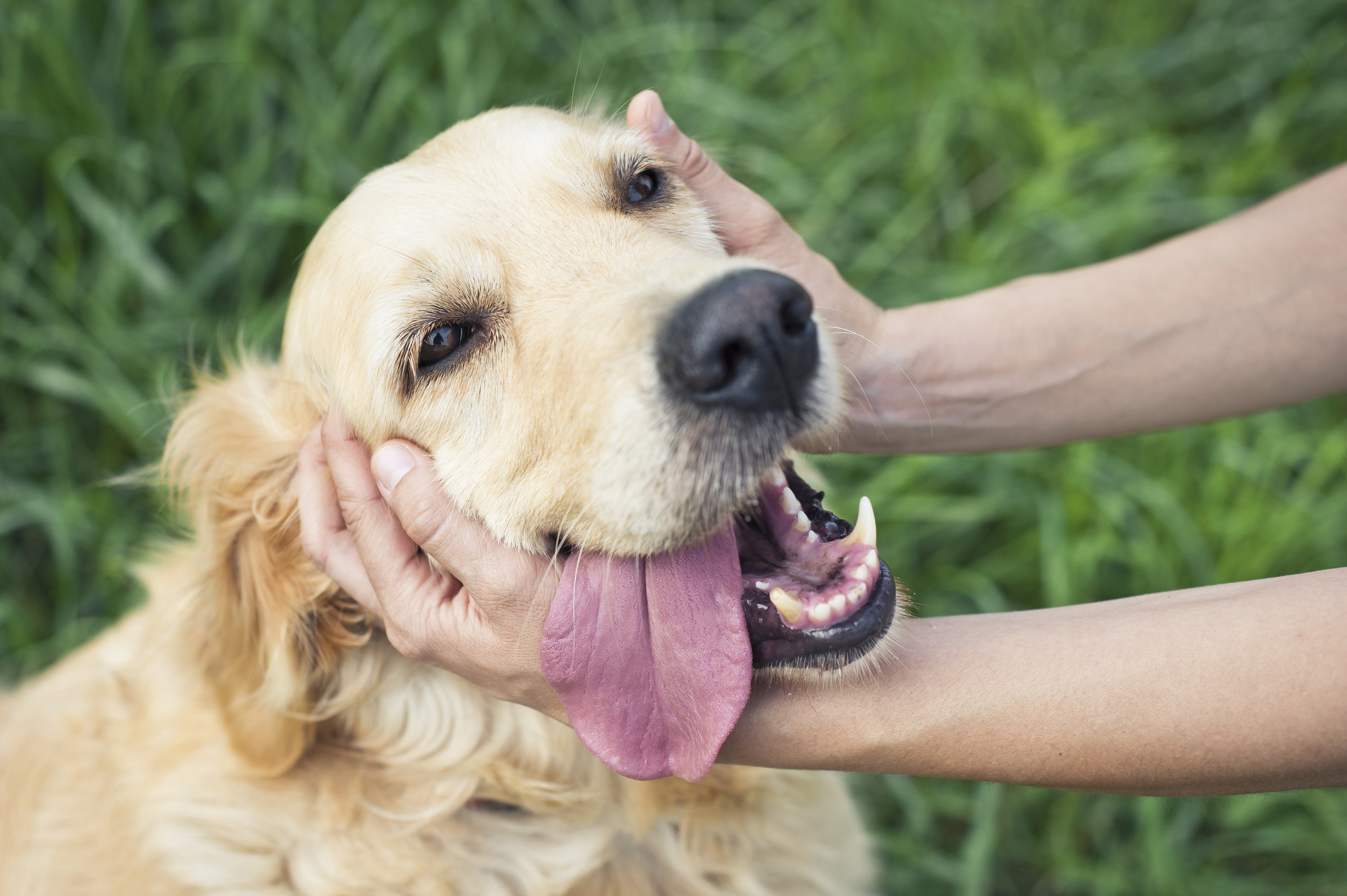 Neurological Issues In Dogs neurological-issues-in-dogs