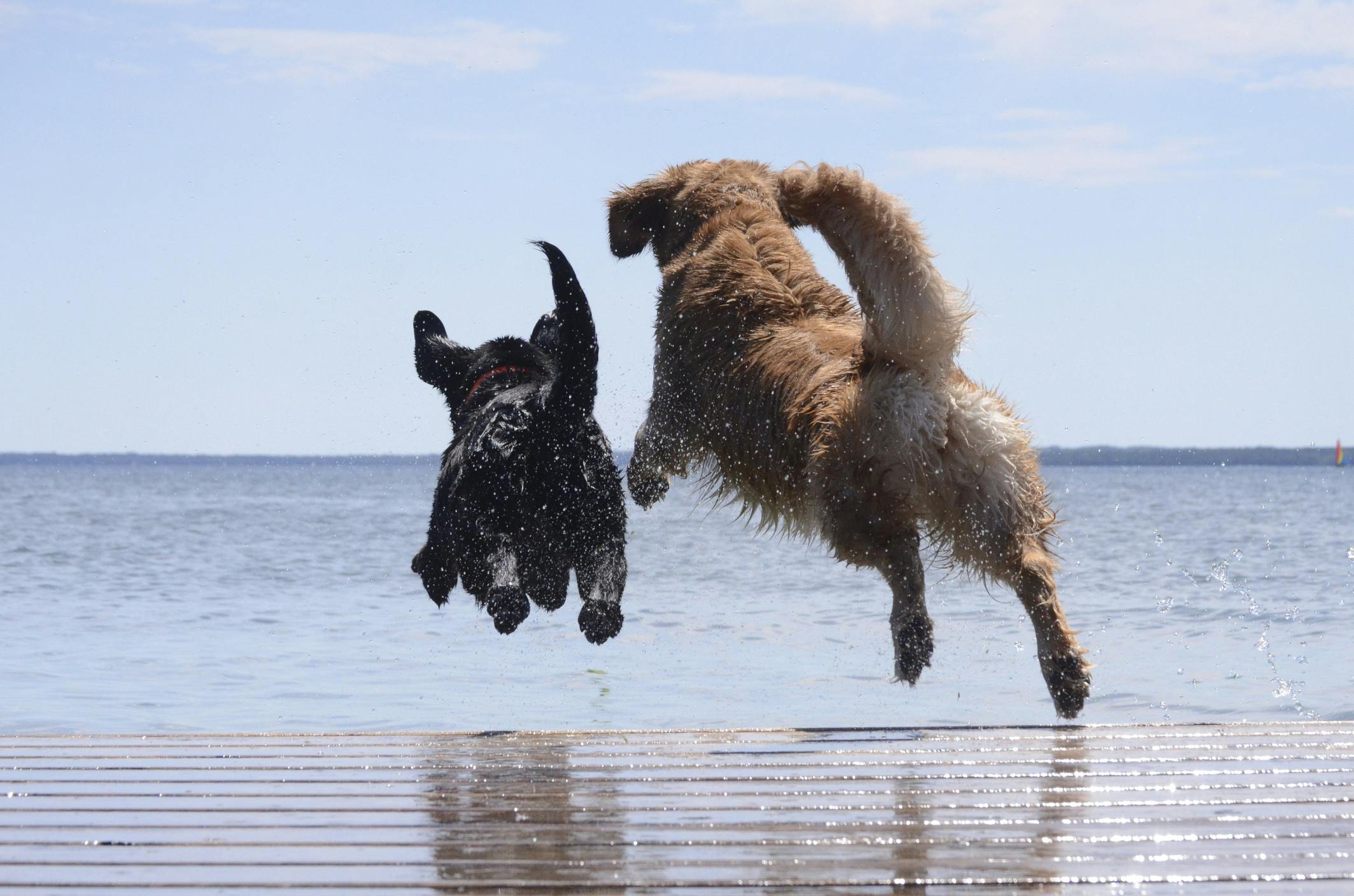 Two dogs jumping into the water at the beach