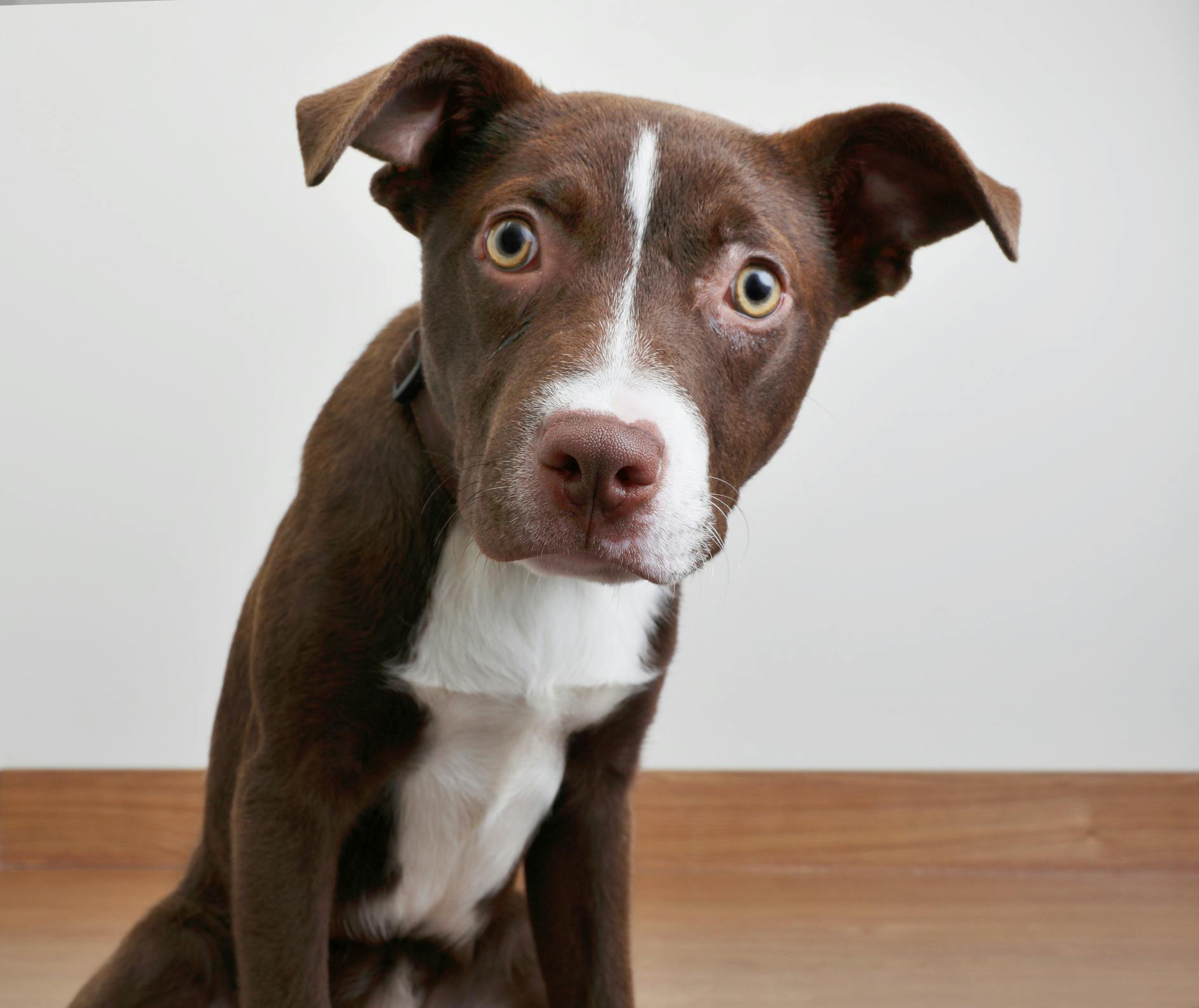 Brown and white dog looking at the camera with a surprised expression.