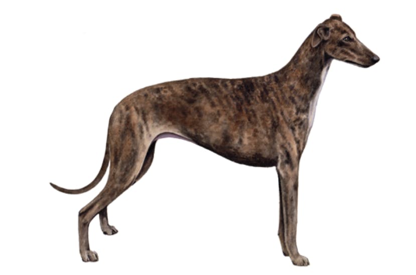 Greyhound