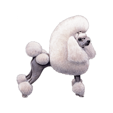 Poodle (Toy and Miniature)