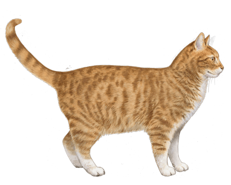 American Domestic Cat