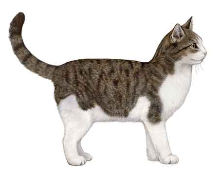 European Domestic Cat