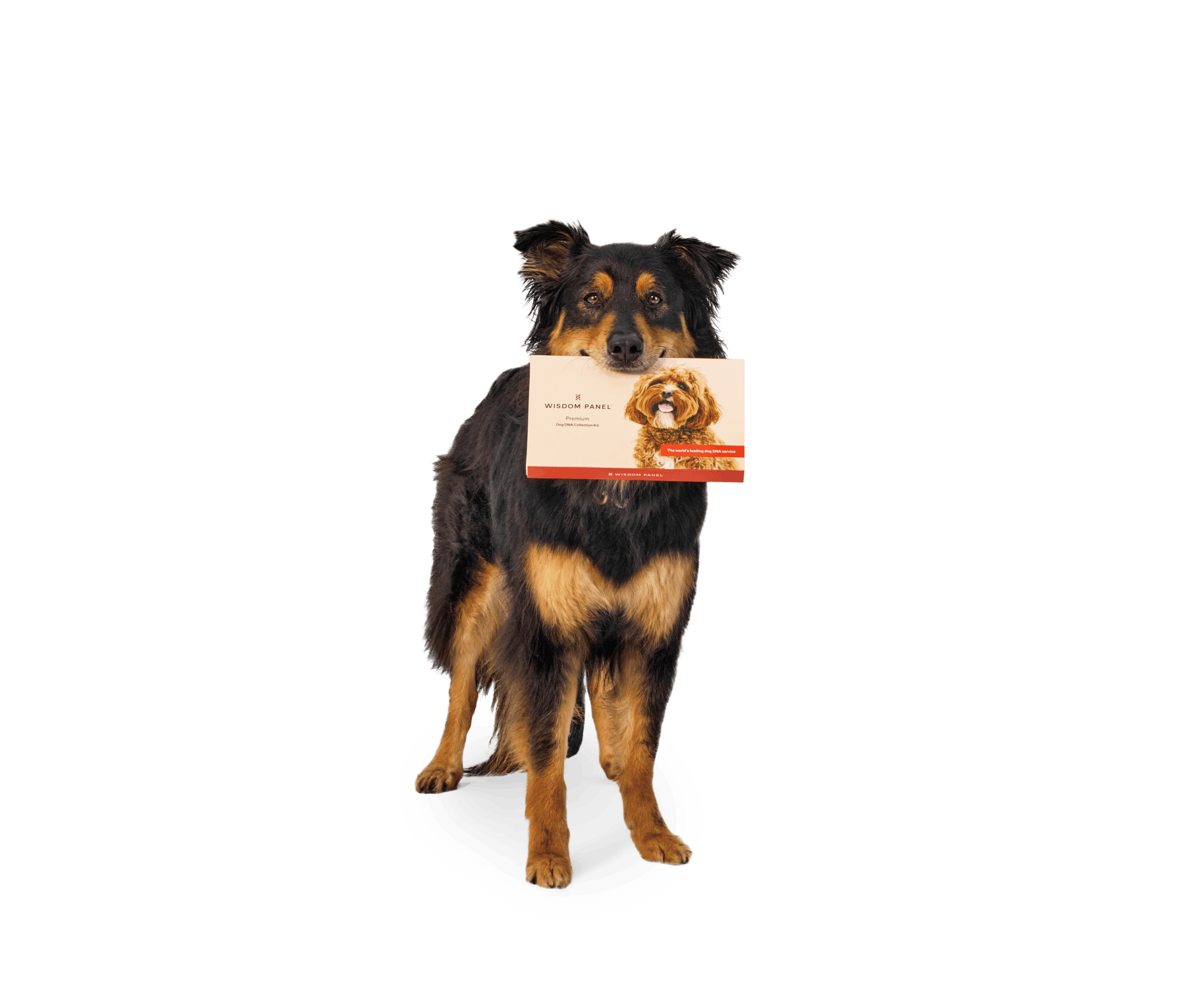 Black and brown mixed breed dog with a Wisdom Panel Premium test kit