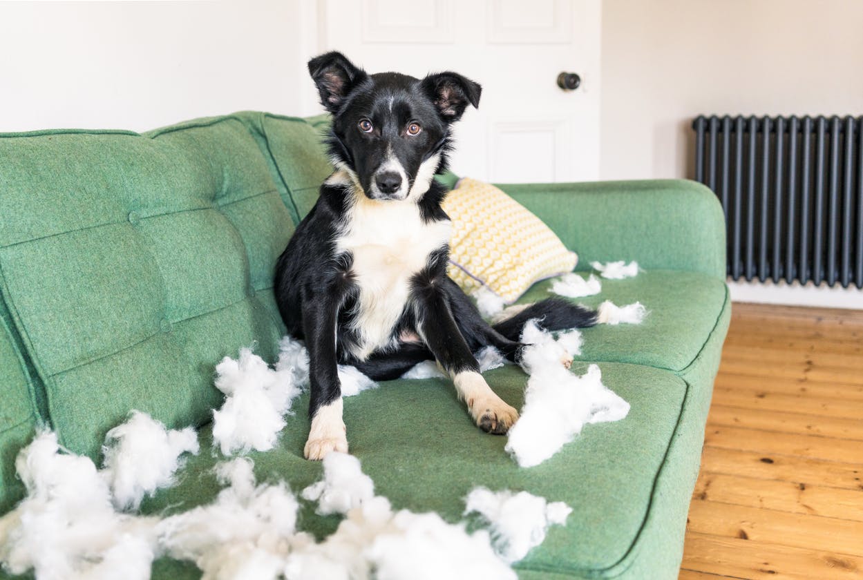 Dog sitting on a couch surrounded by a chewed up pillow.