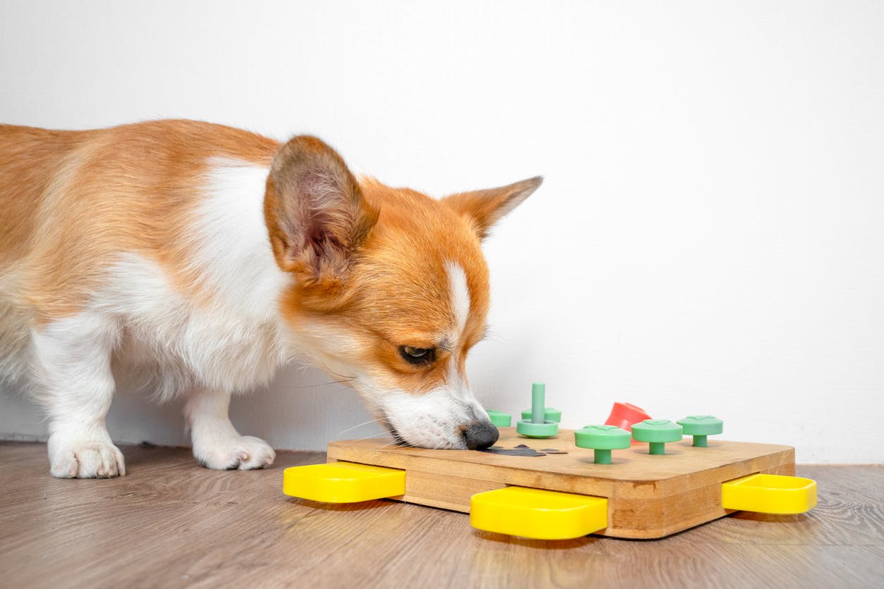 Corgi solving a dog puzzle.