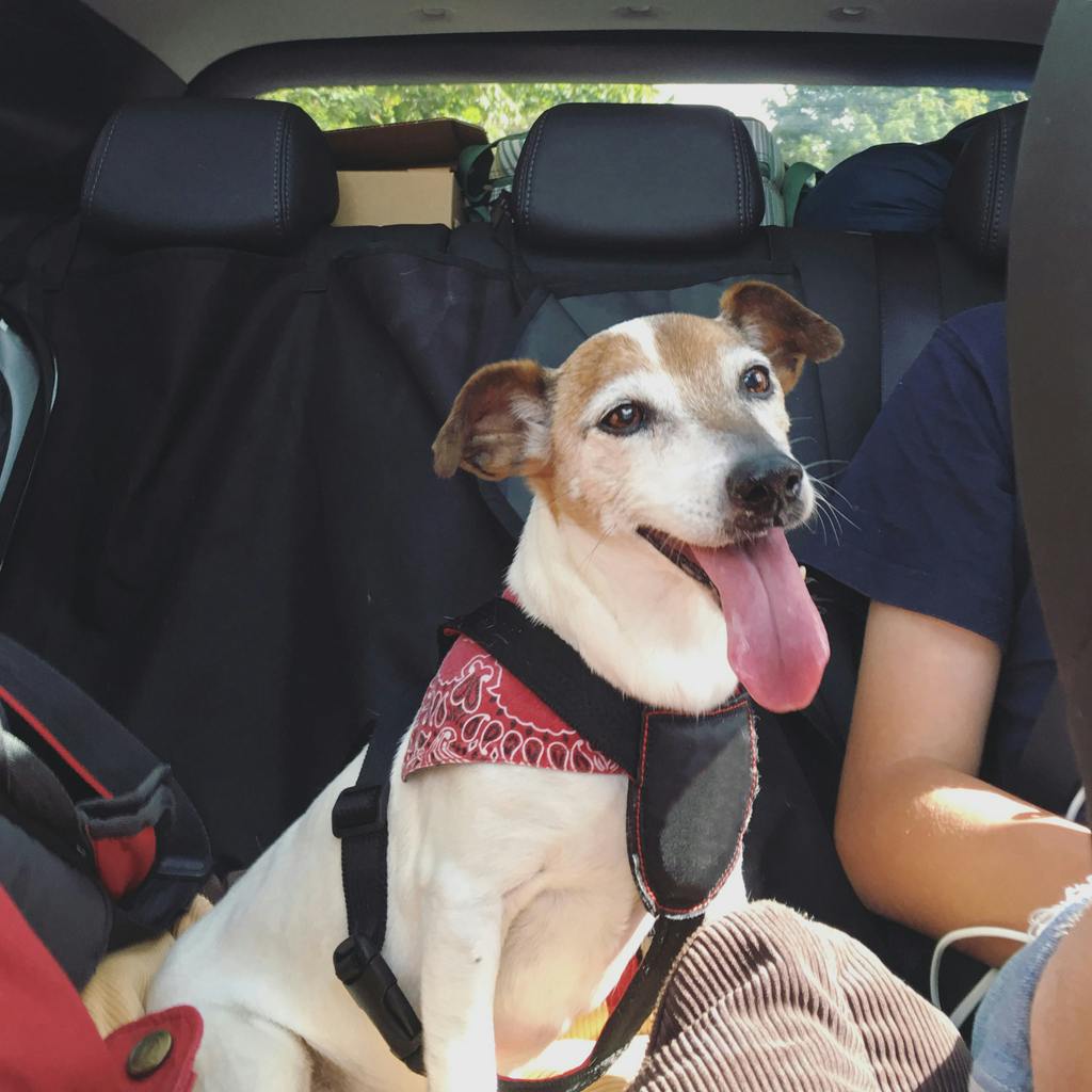 Dog in the backseat of a car next to a person.