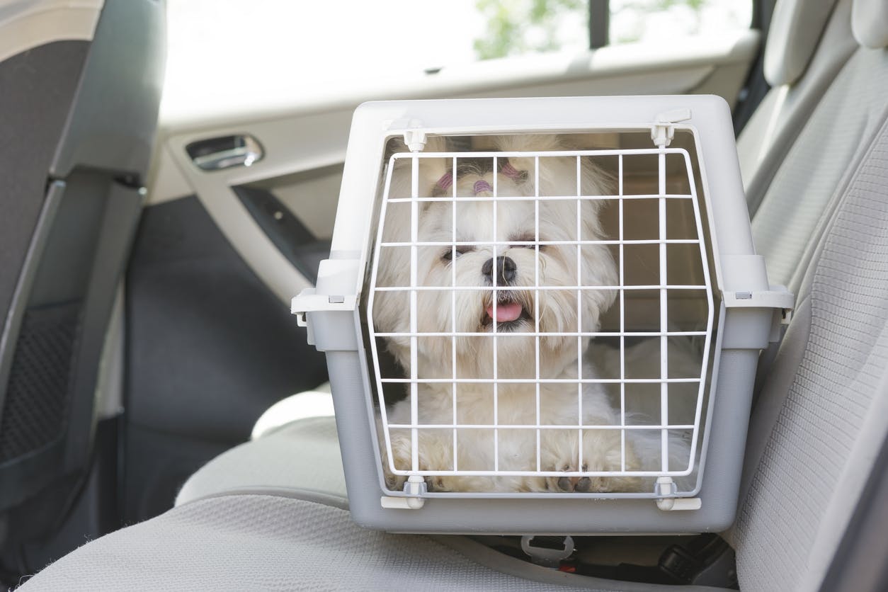 Small white dog in a crate in the backseat of a car.