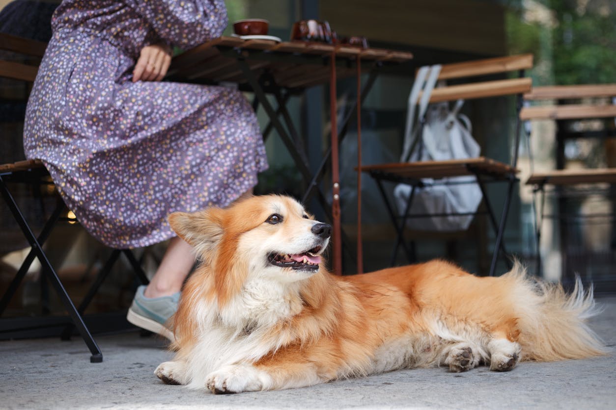 Corgi lying next to their pet parent's feet in a cafe.