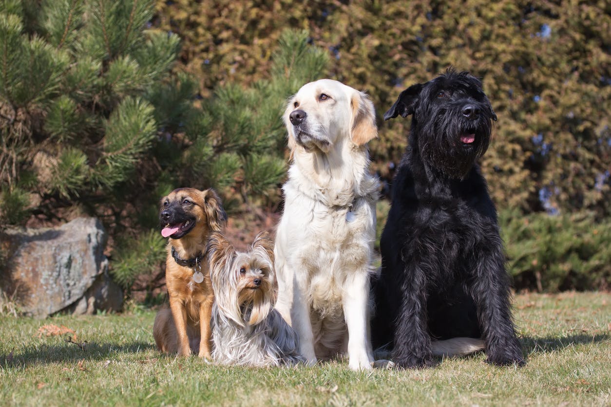 A group of four dogs standing together in a park.