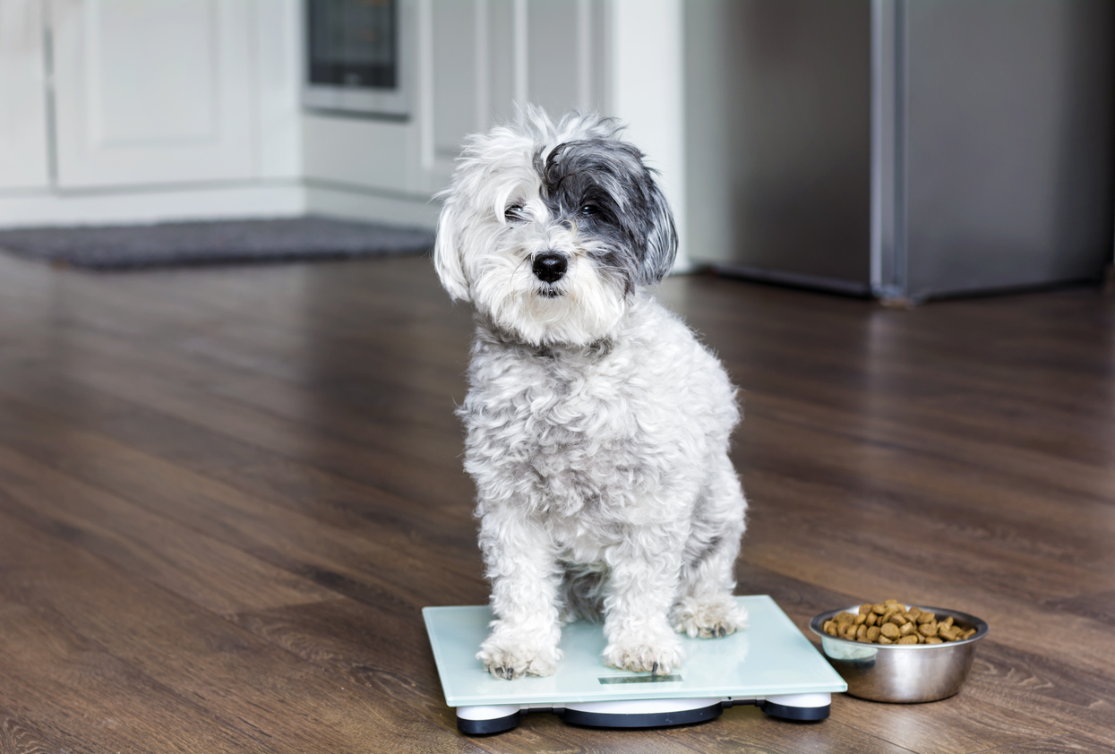 A guide to healthy weight management for dogs