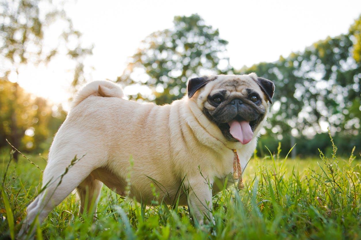 Overweight Pug standing in the grass.