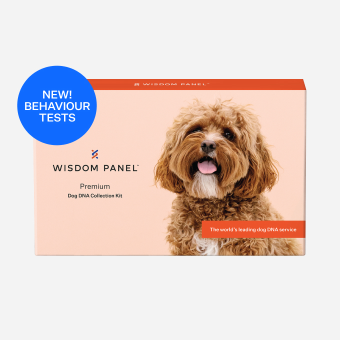 Wisdom Panel Premium dog DNA test Most accurate breed detection