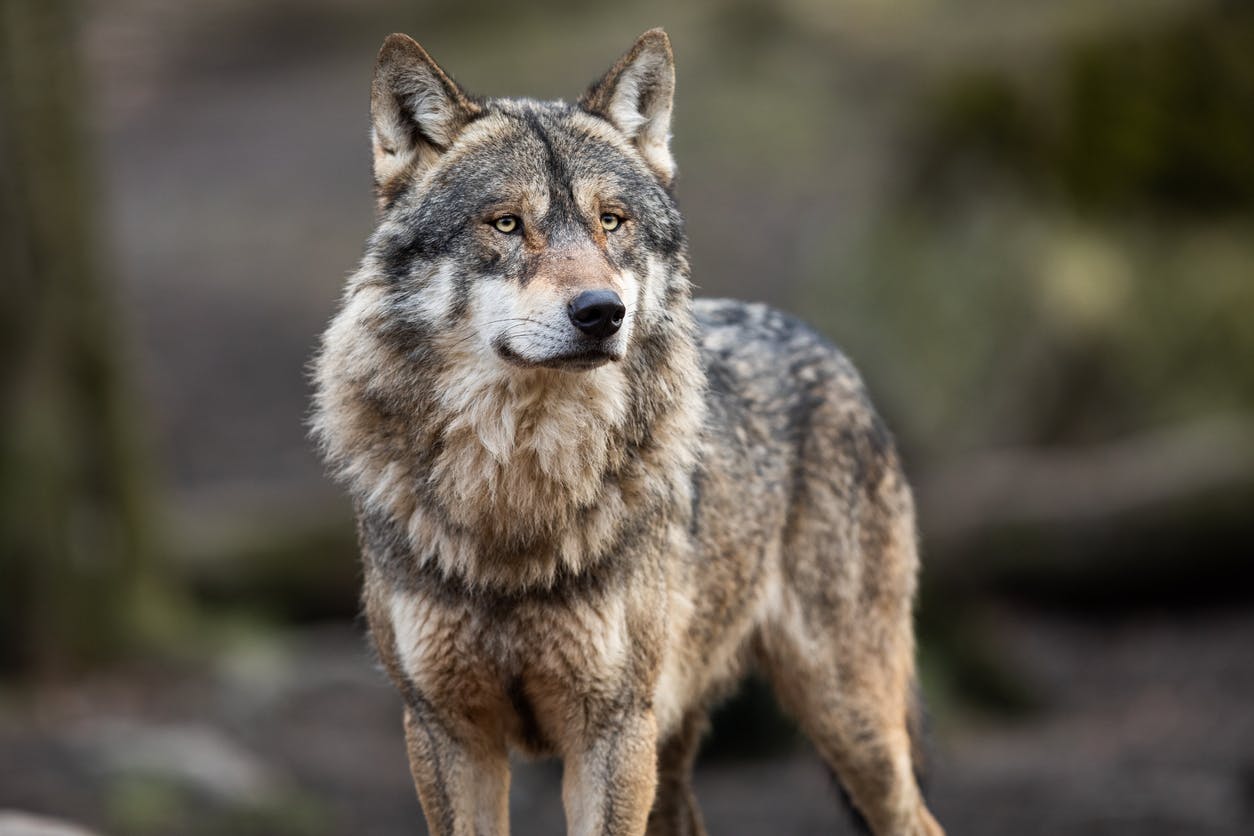 Photo of a gray wolf