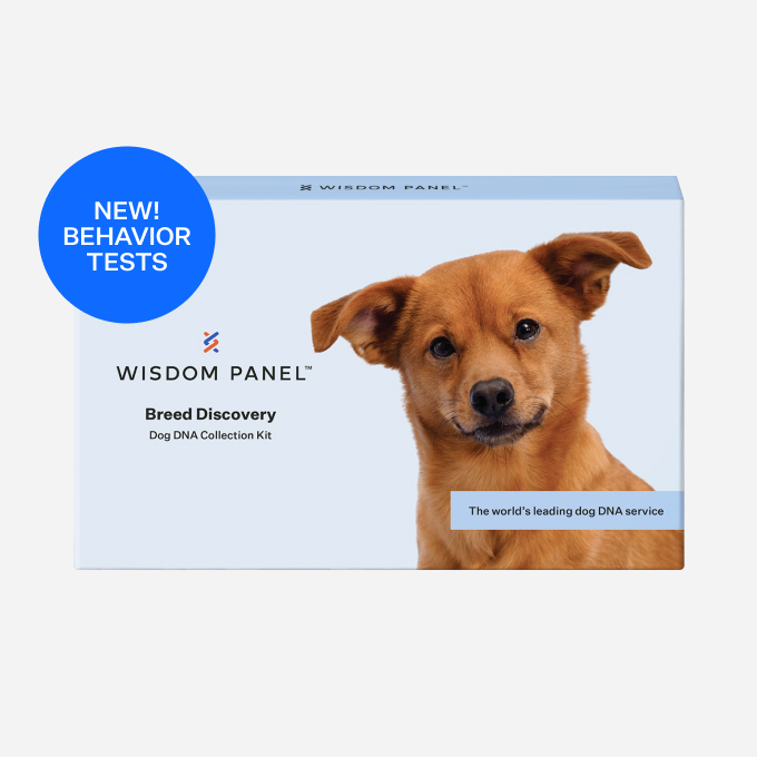 Breed Discovery Dog DNA Test by Wisdom Most accurate dog breed test