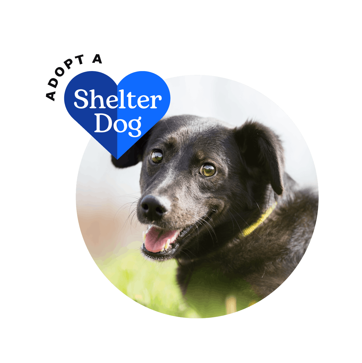 Adopt A Shelter Dog Image: Black dog looks back at the camera