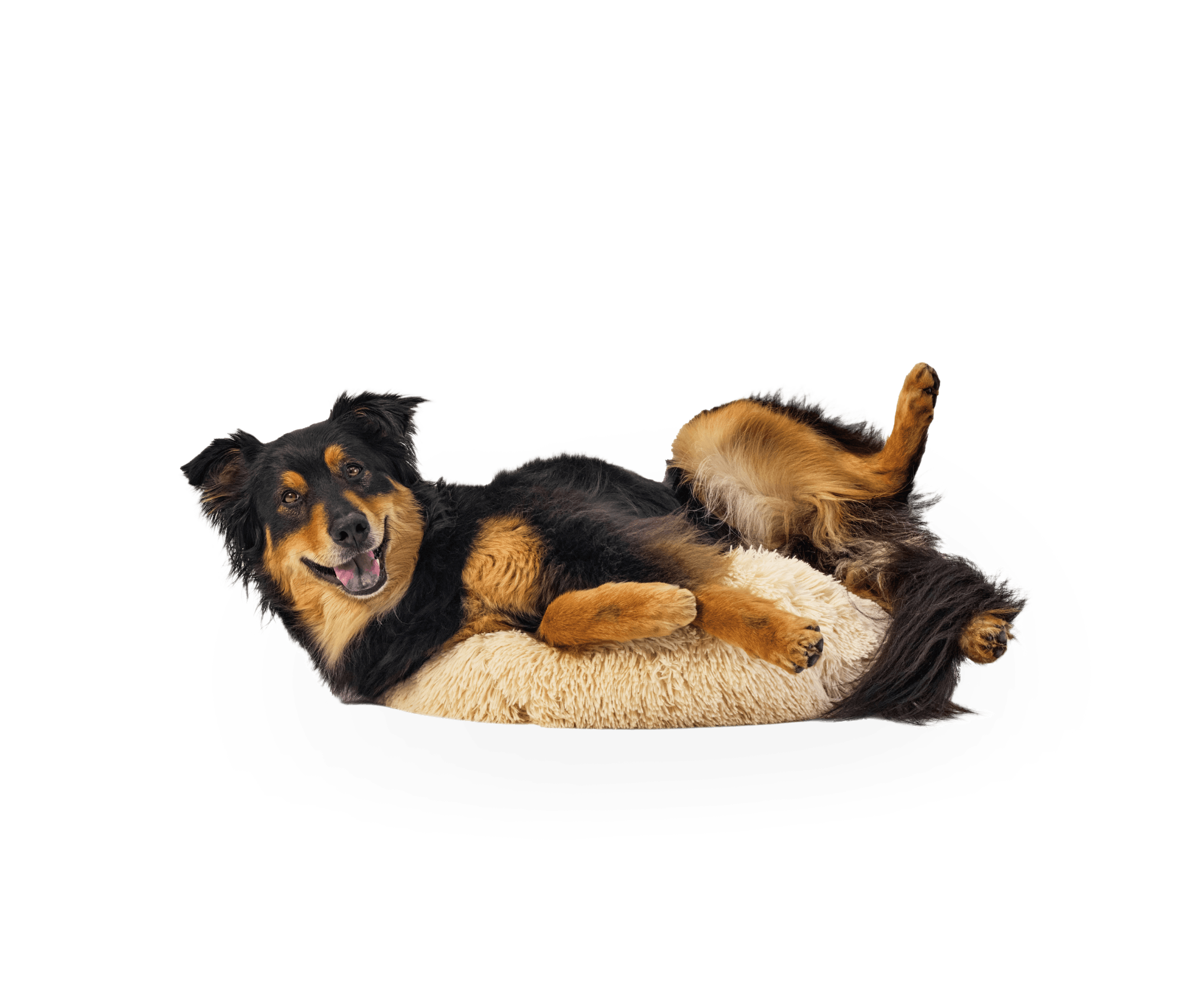 Cute black and brown mixed breed dog happily playing and laying on the dog bed