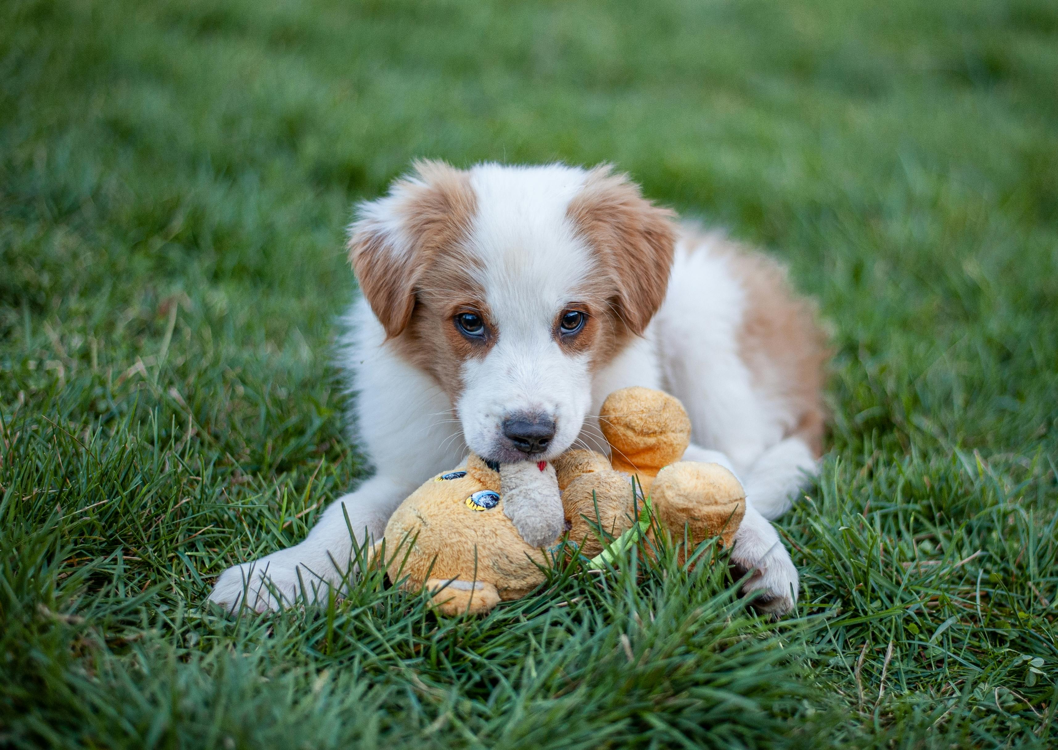 Brown and white English Shepherd playing with a toy in the grass