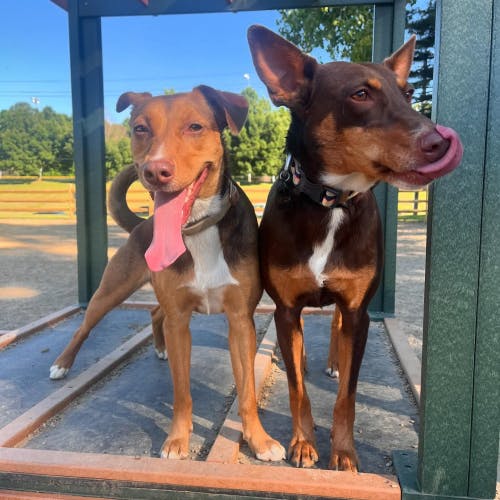 Brown and tag dog in sunlight