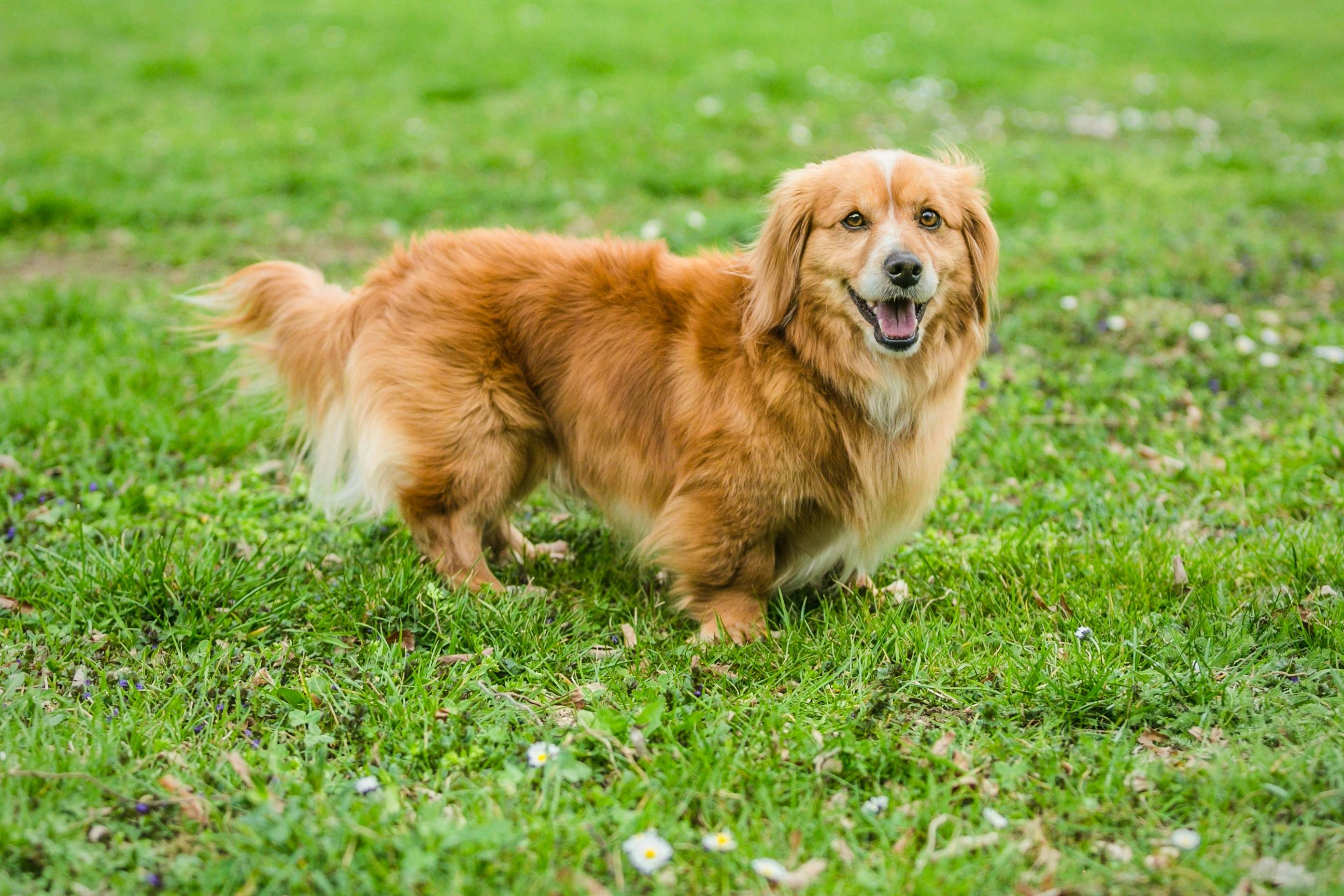 Brown short-legged dog standing in the grass.