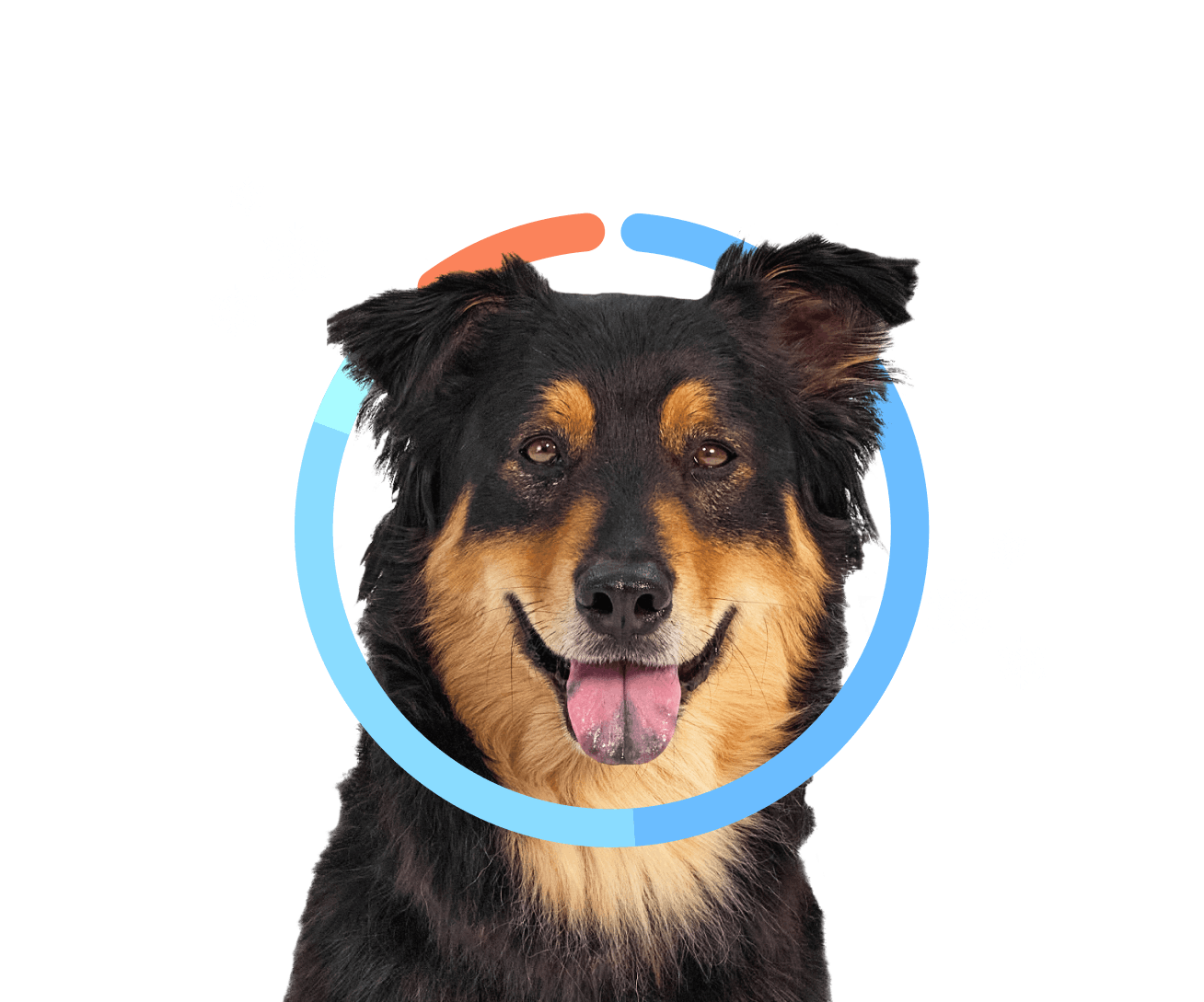 A dog with a multi-color ring around their head with some snow flakes