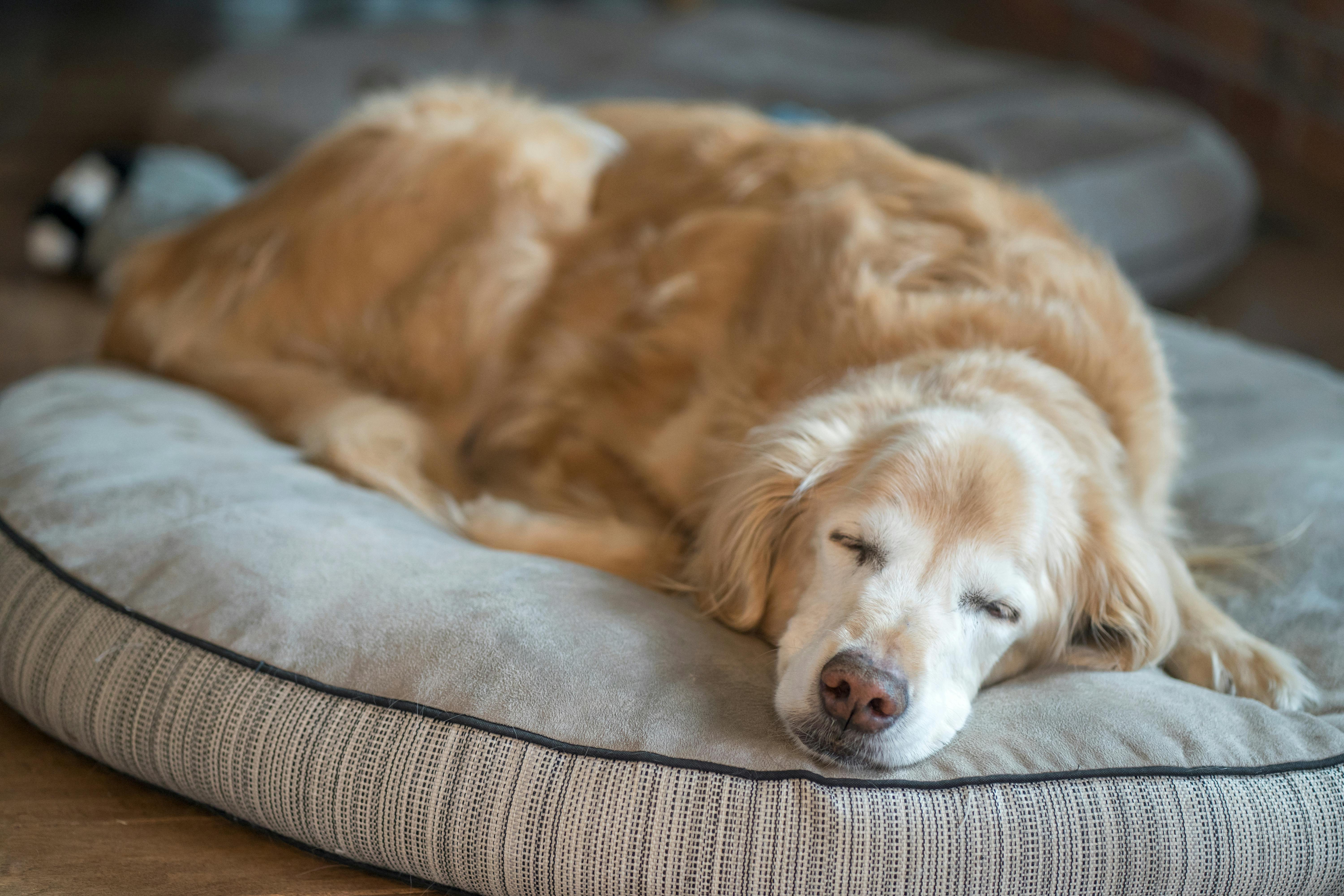 Senior Golden Retriever lying on a dog bed.