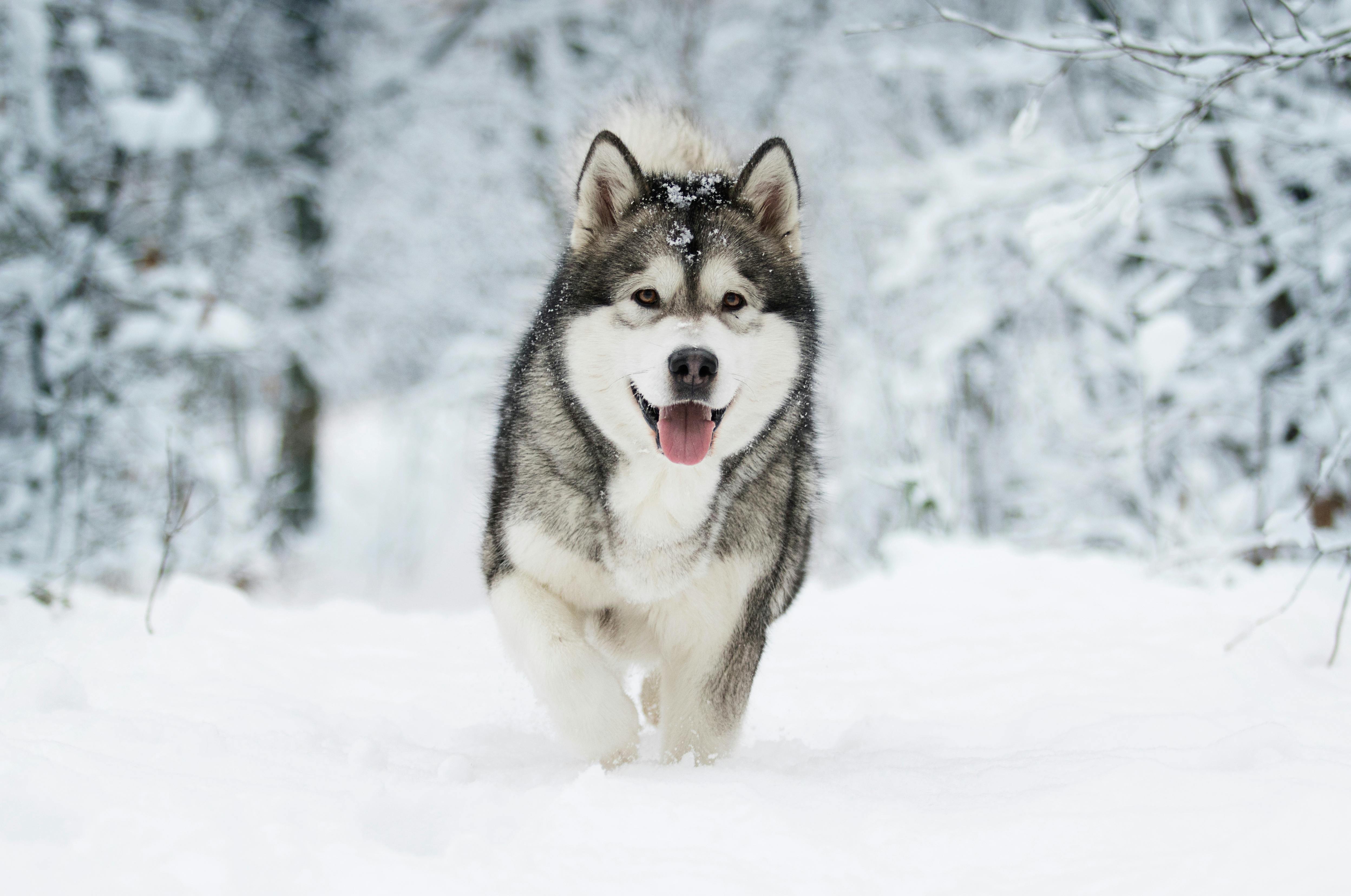 Alaskan Malamute walking in the snow.