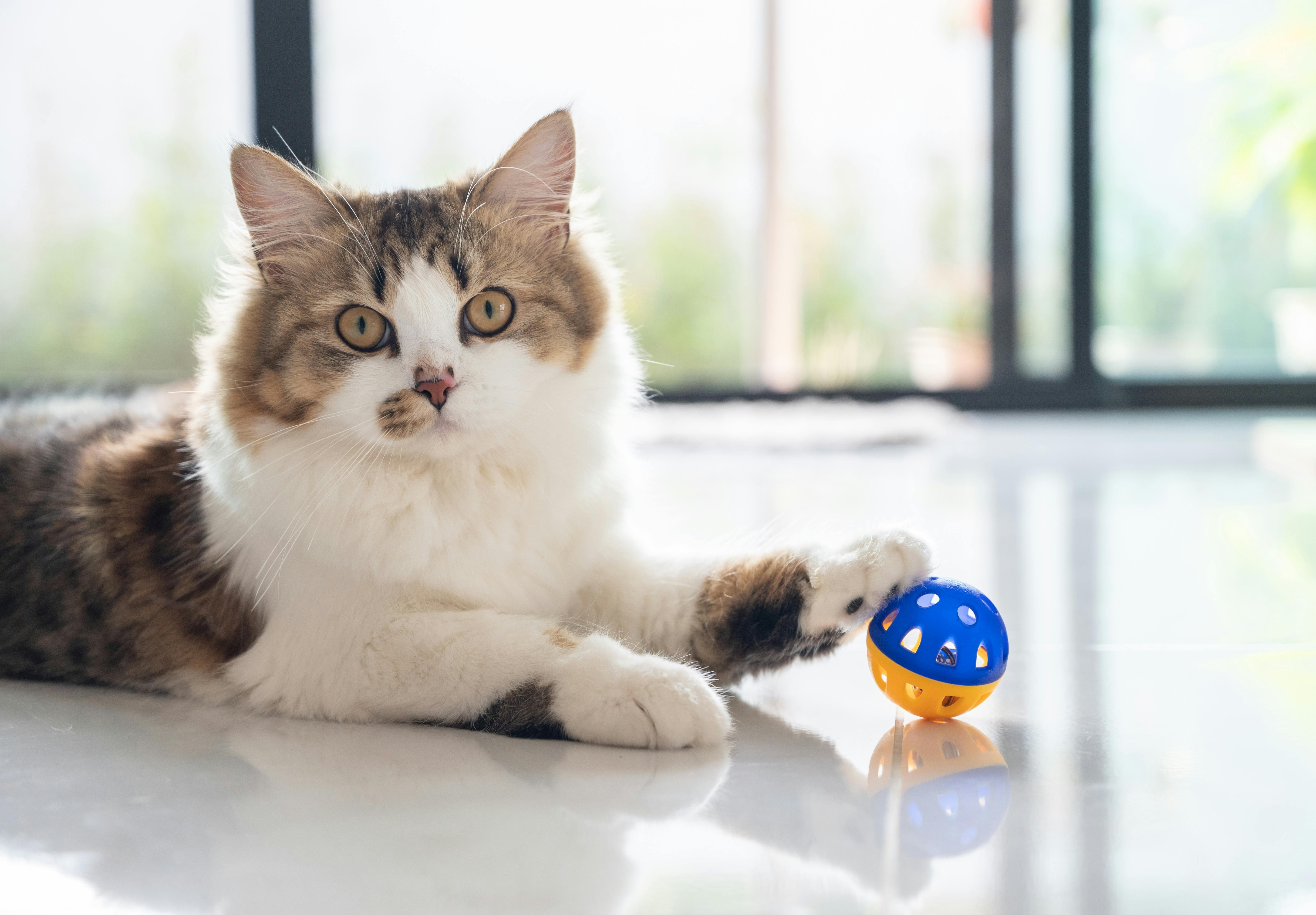 Cat playing with a small blue and yellow ball.