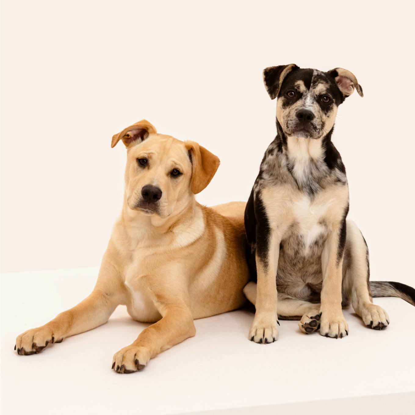 Two mixed breed dogs looking curious while posing to the camera