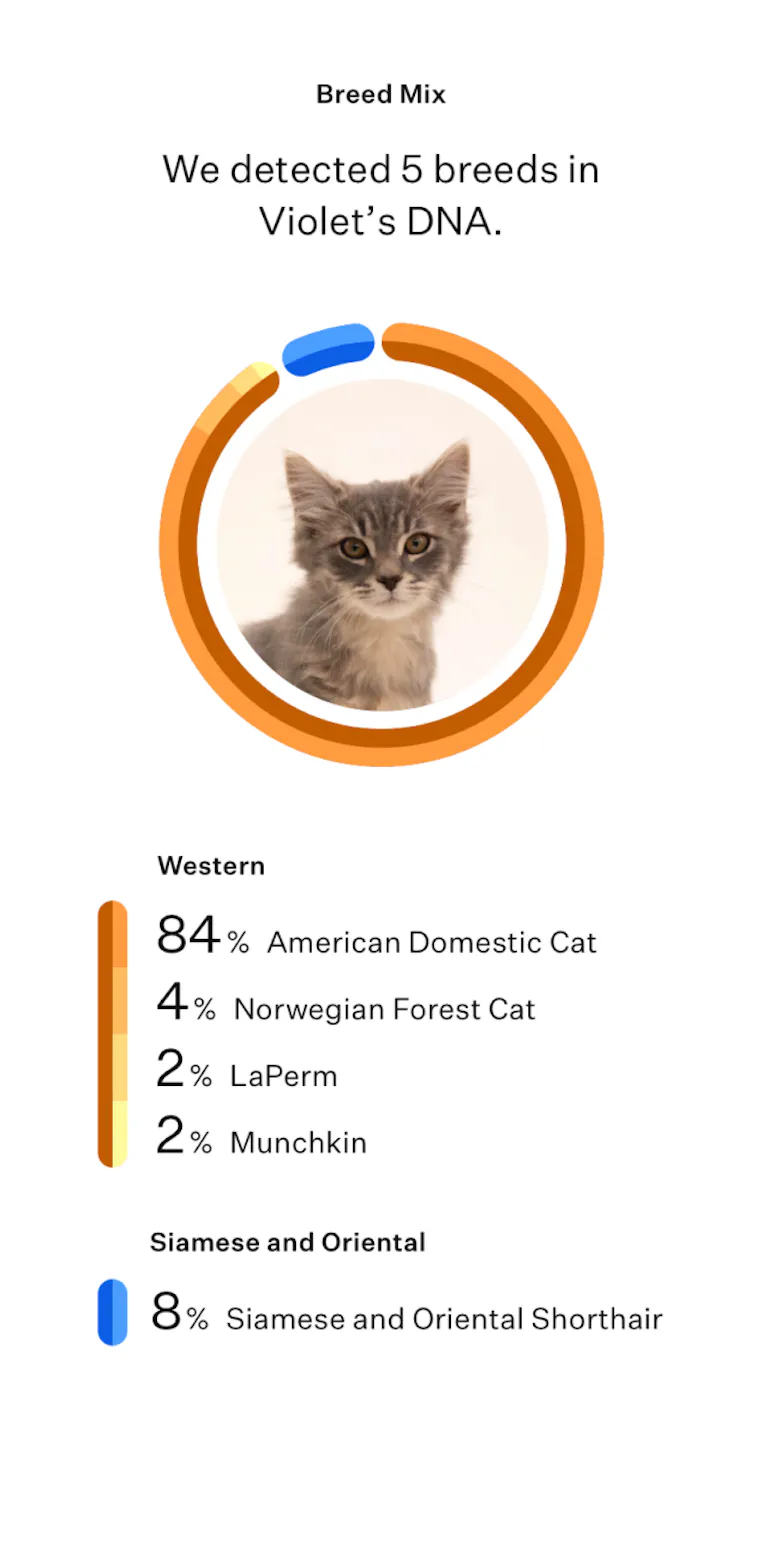 Shop cat DNA tests | Wisdom Panel™ Complete for Cats