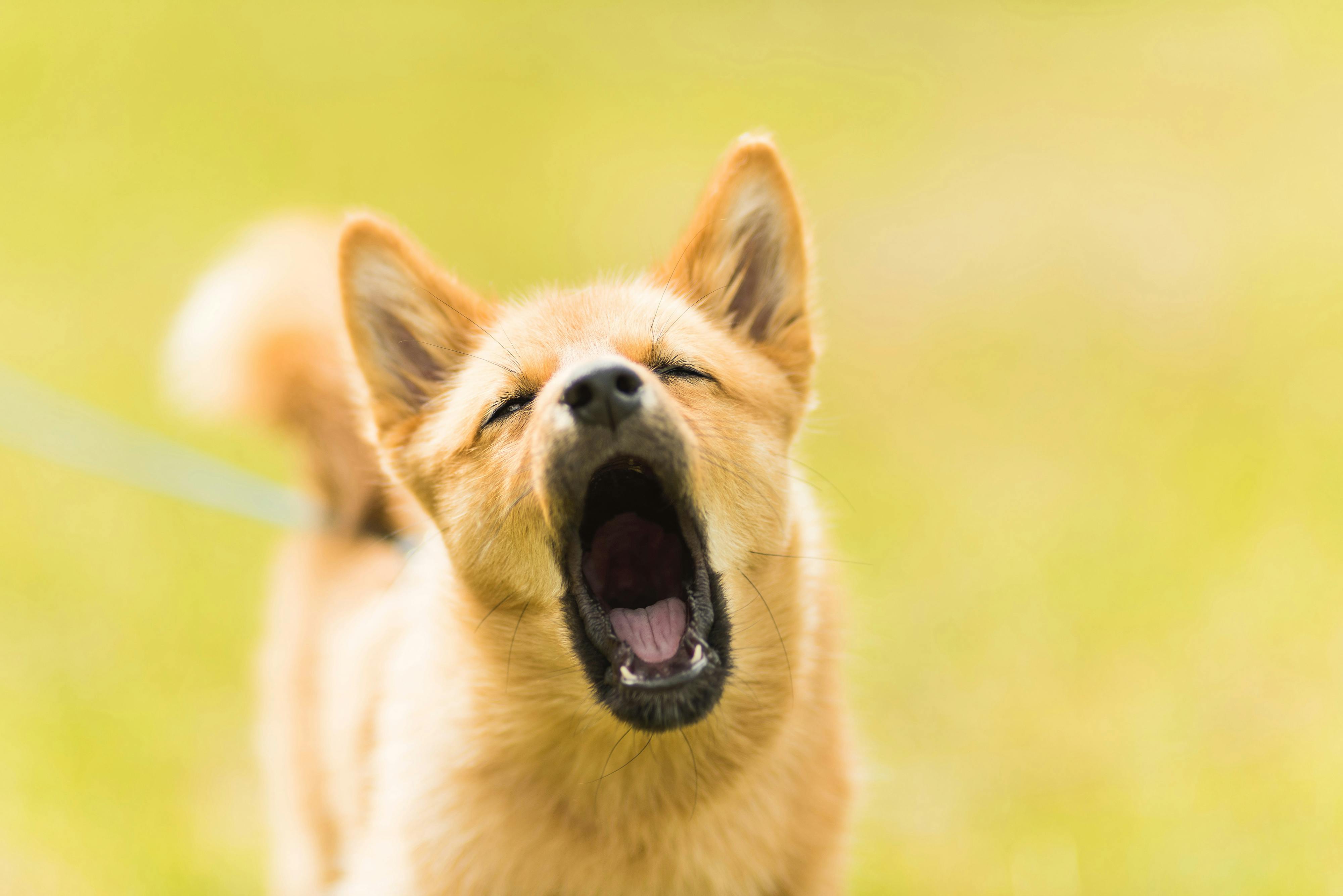 Dog with mouth open
