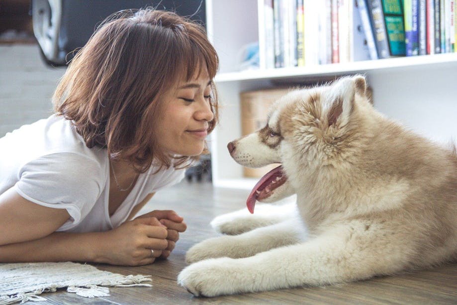 Husky puppy with owner