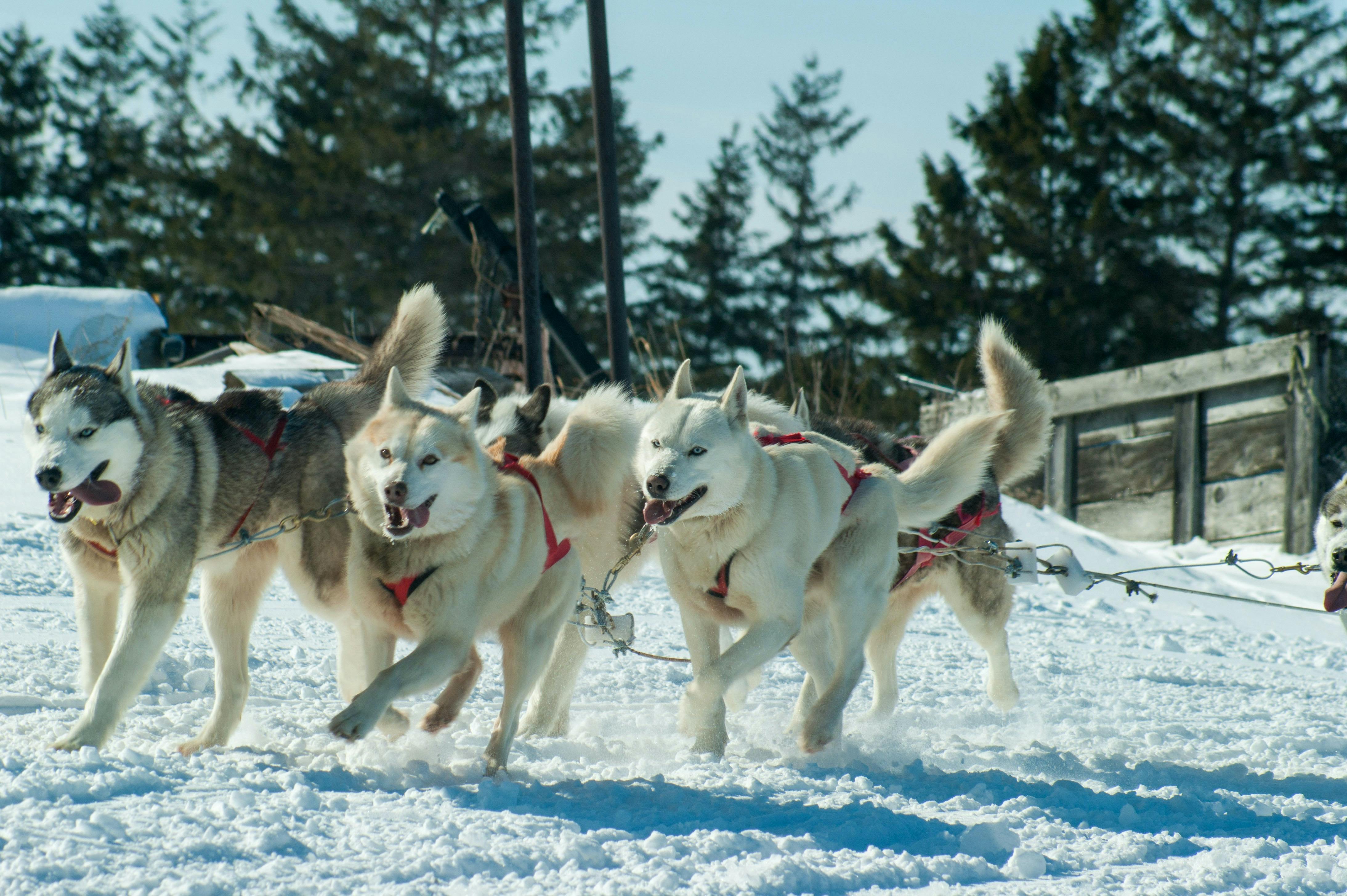 Four Siberian Husky dogs sled dog racing.