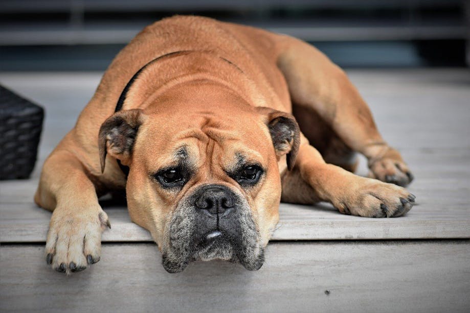 Dog lying on the deck