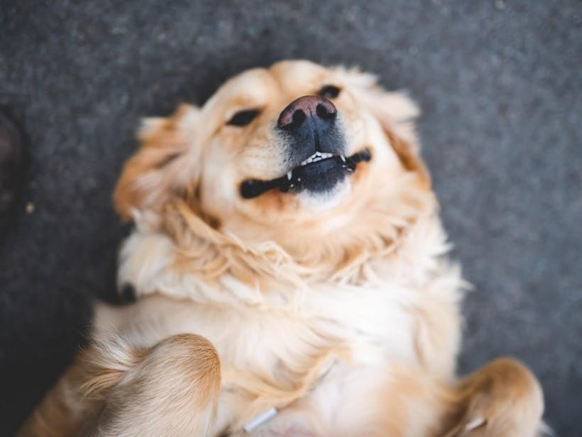 Dog lying on his back and smiling