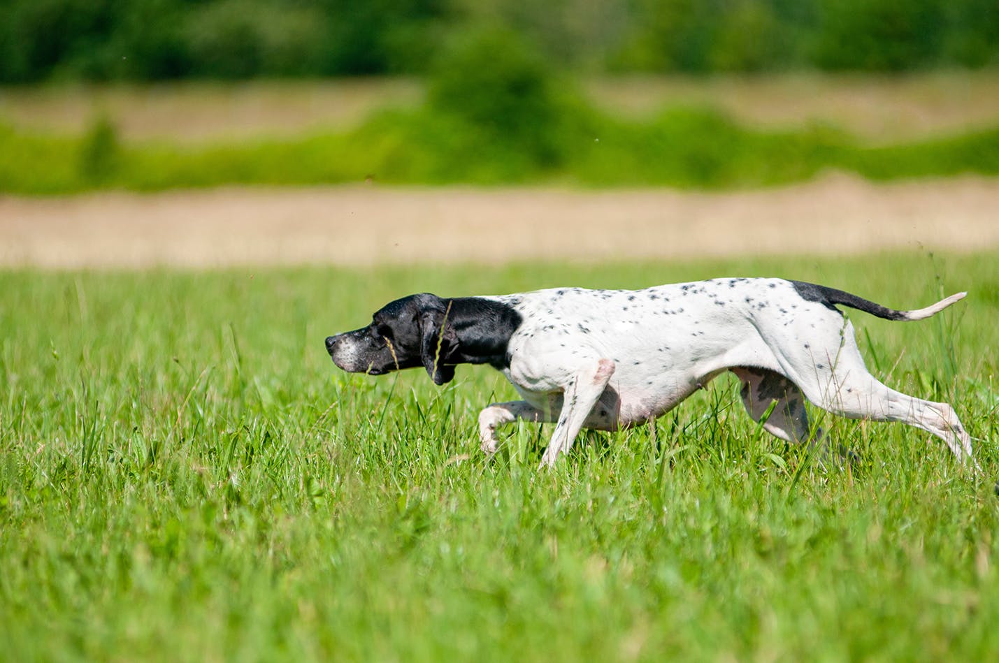 Bird dog pointing in the field.