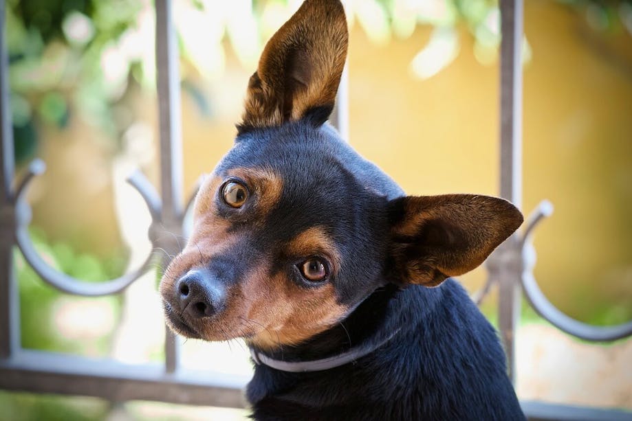 Dog with ears standing up