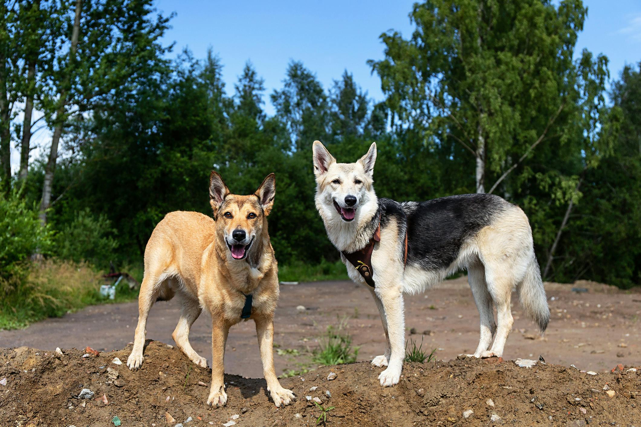 Two dogs standing next to each other outside.