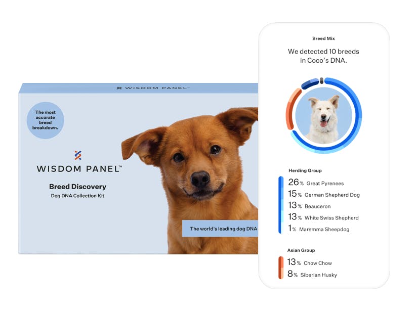 Wisdom Panel Breed Discovery product box and a breed breakdown results example
