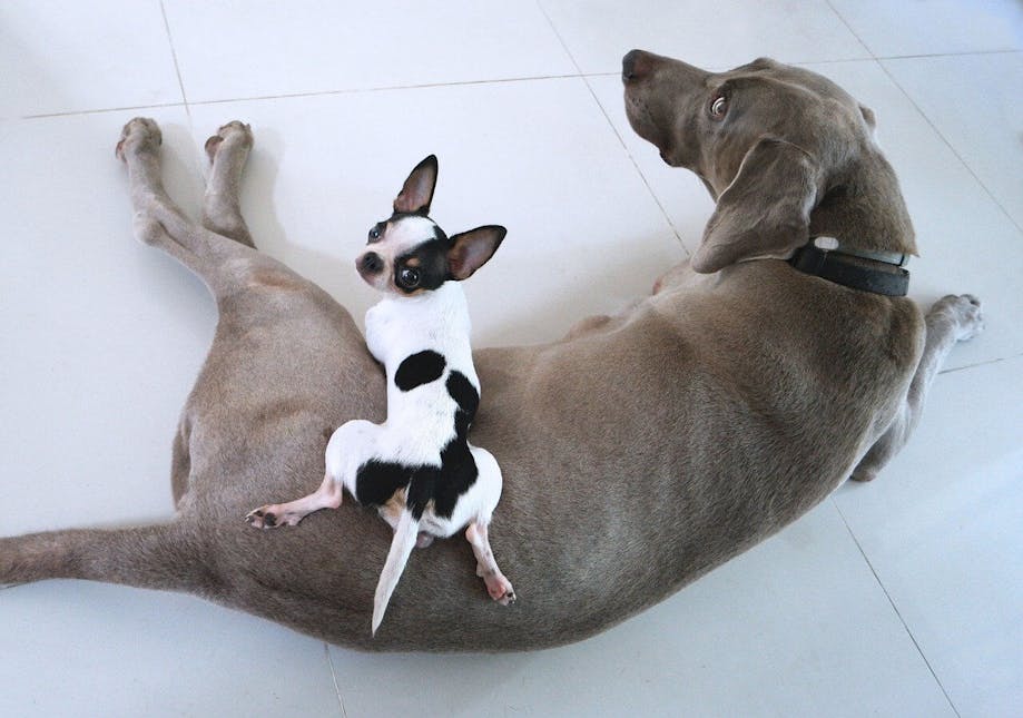 Small dog lying on top of a big dog