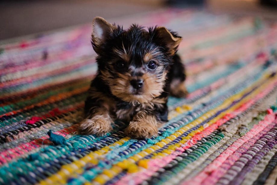 Yorkie puppy lying on a colorful rug