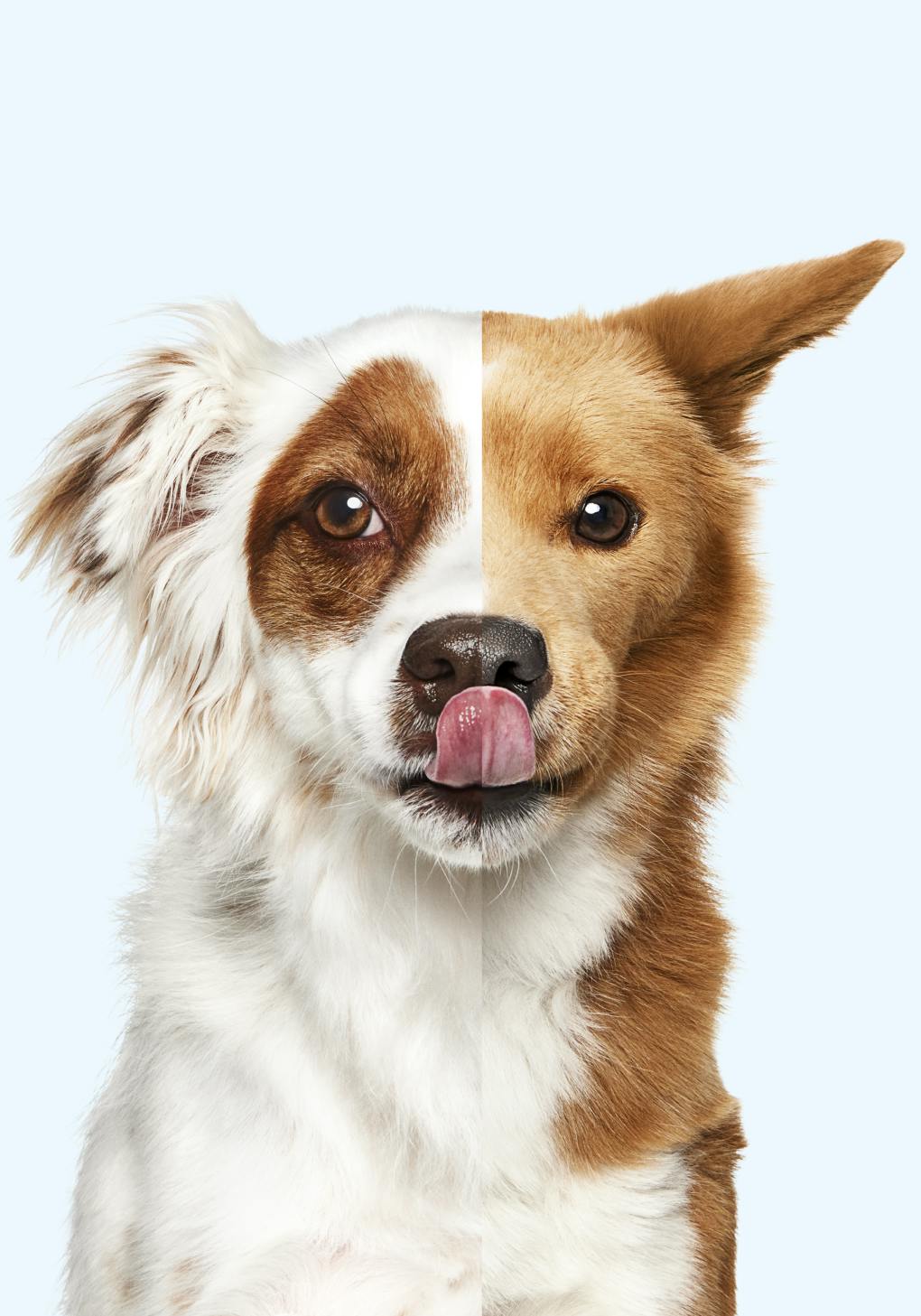 Two dogs composed into one dog image