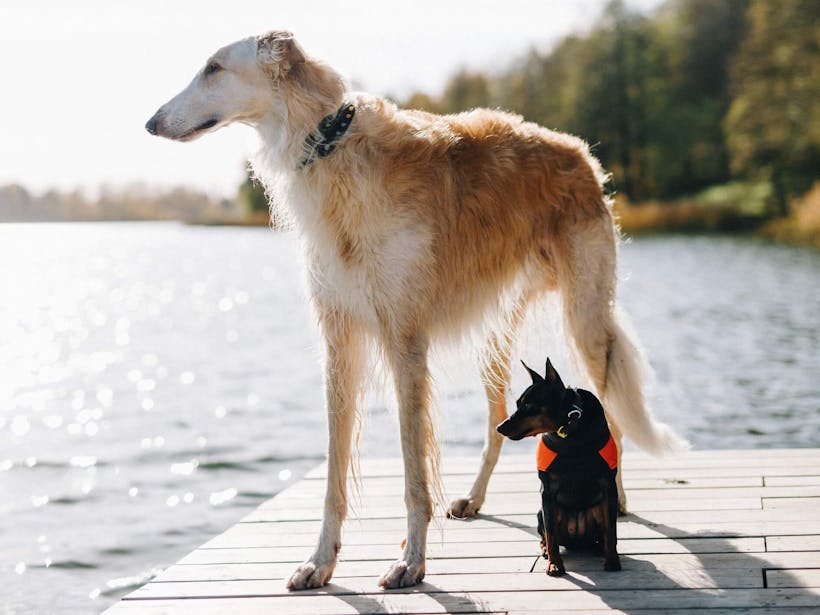 Big dog standing next to a tiny dog