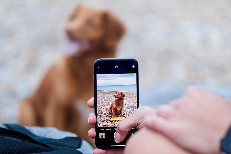 Taking a picture of a dog for a breed identifier app