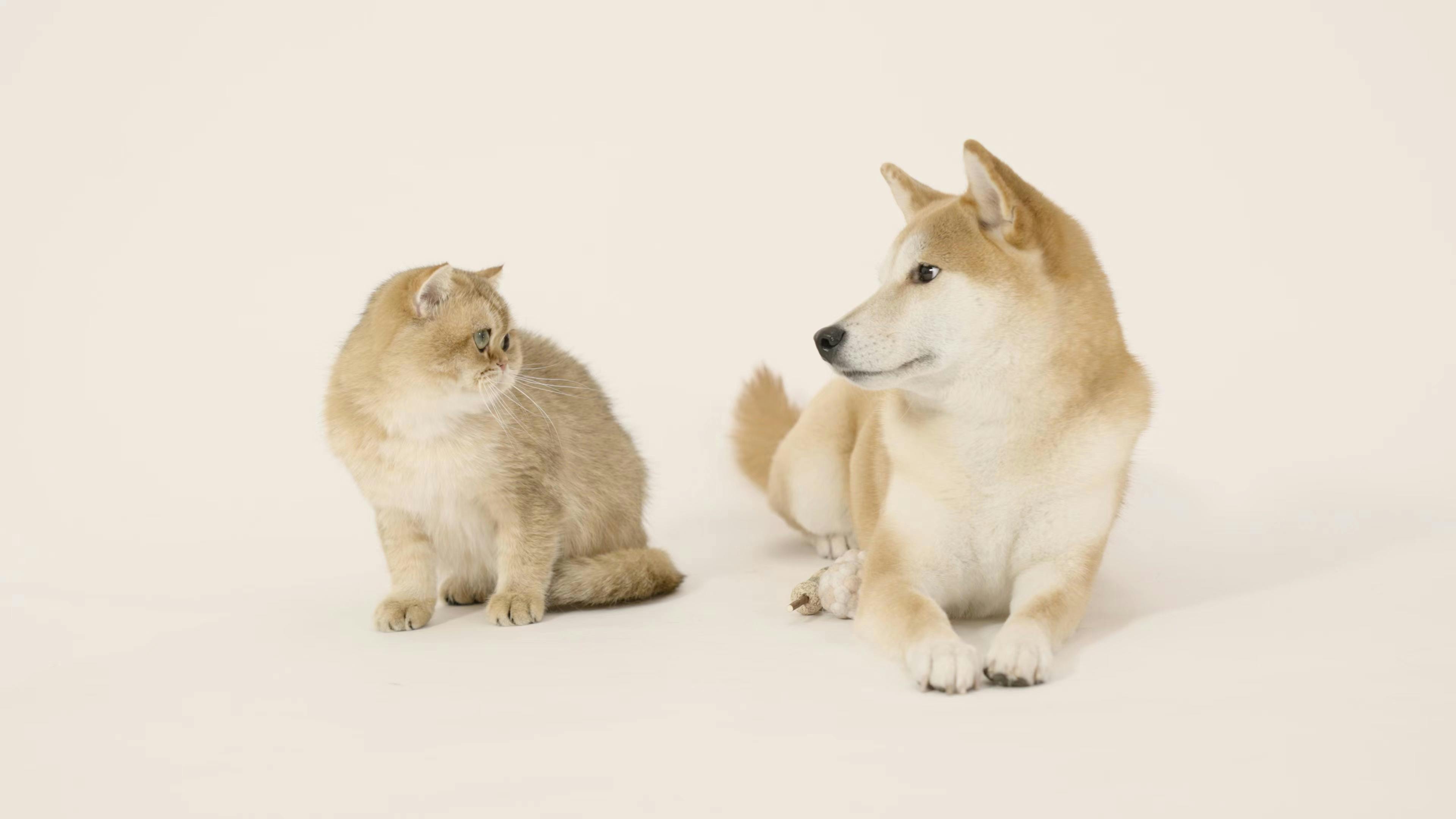 A dog and a cat staring at each other