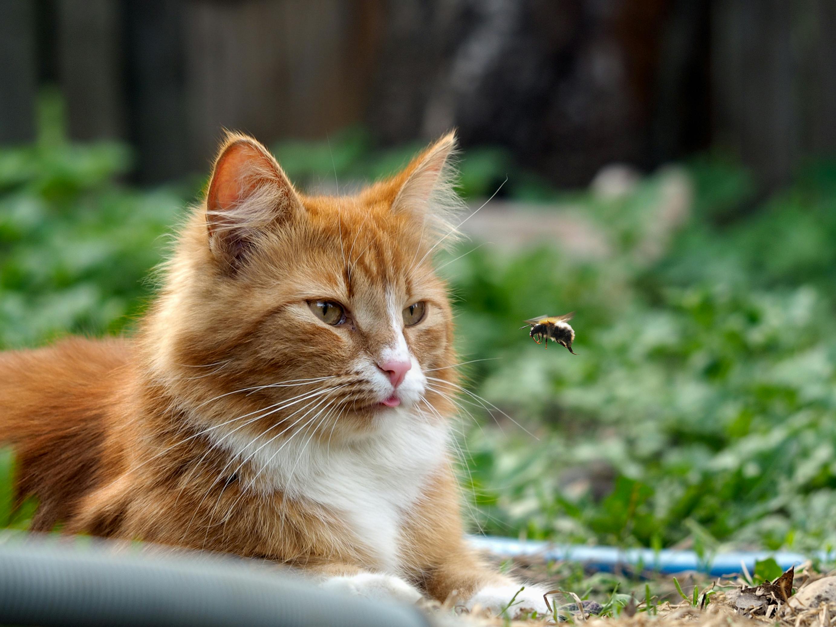 Orange and white cat outside looking at a bee.