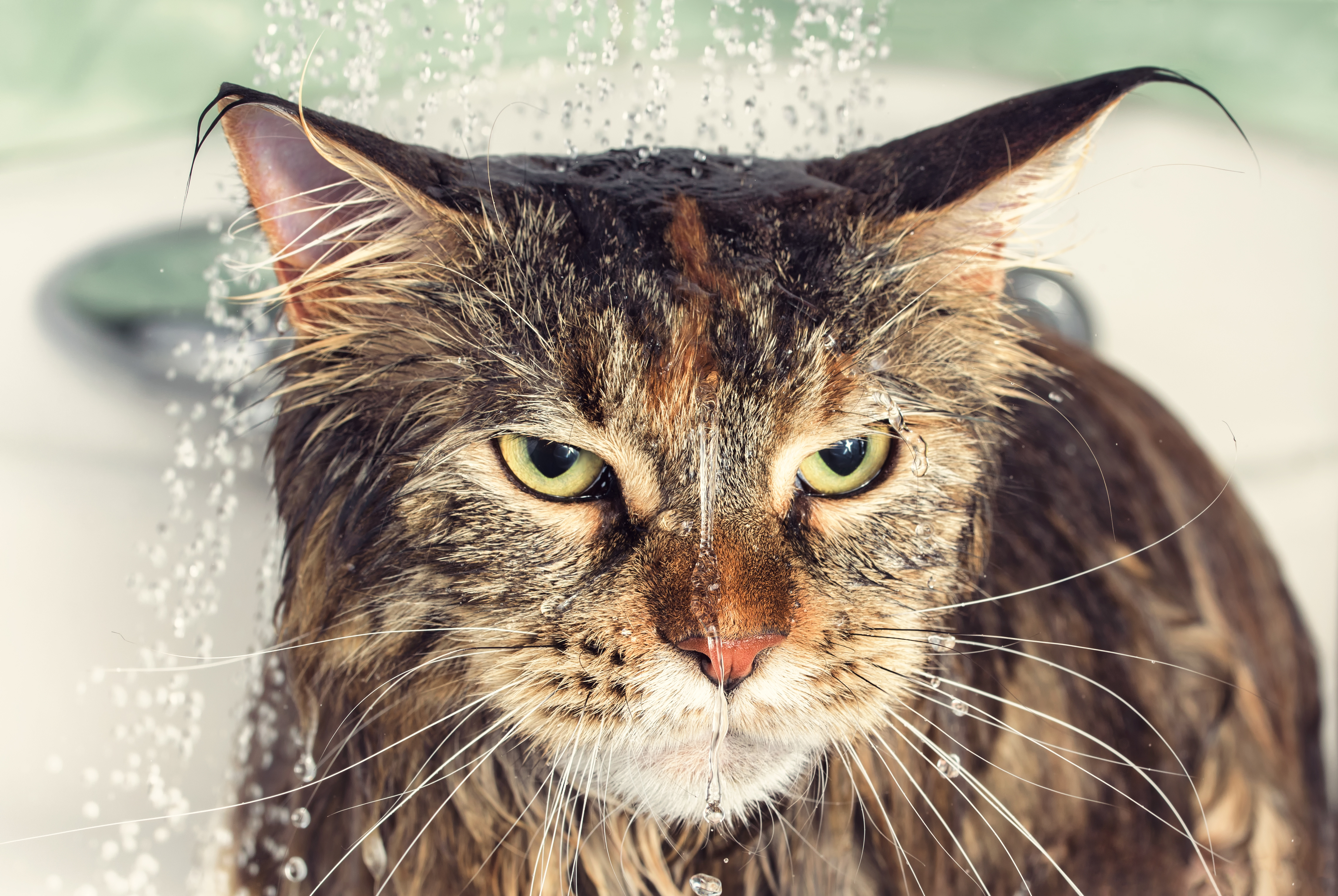 View of Why some cats hate water